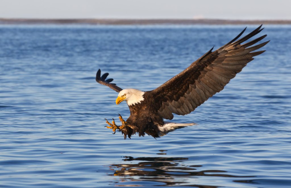 eagle