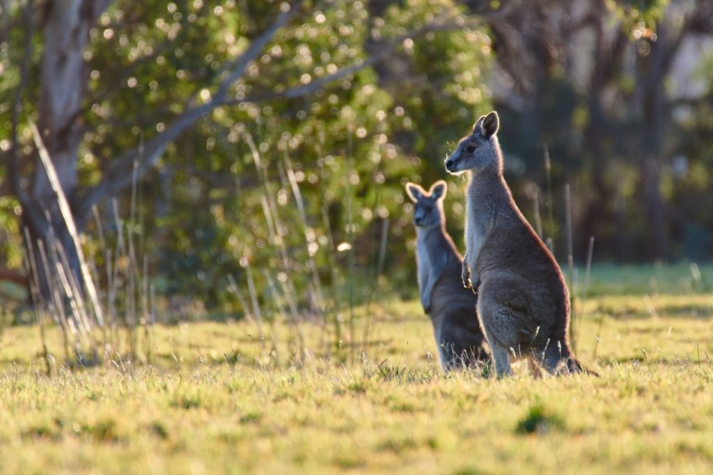 Eastern grey kangaroo