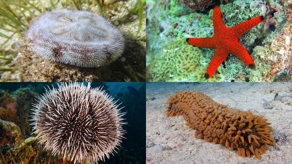 echinoderms