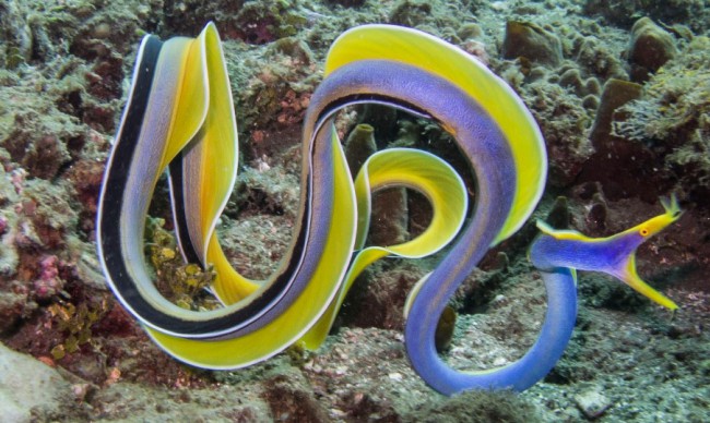 eels
