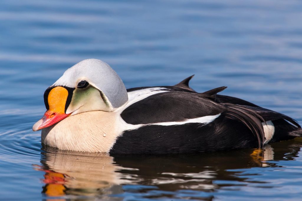 eider