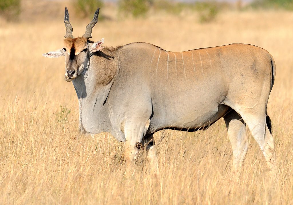Eland