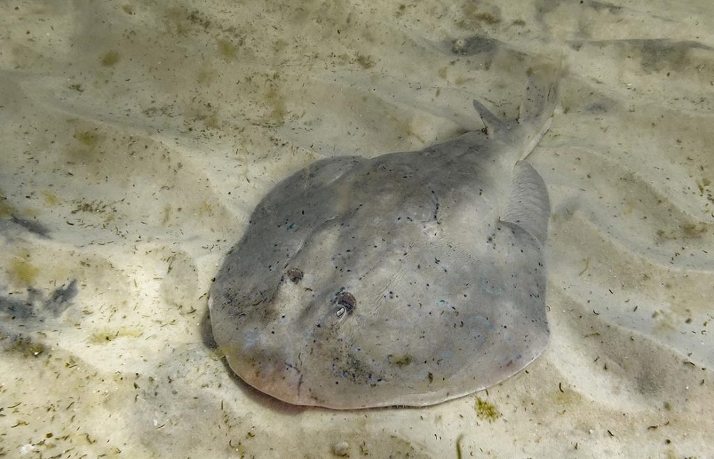 Electric Ray 1