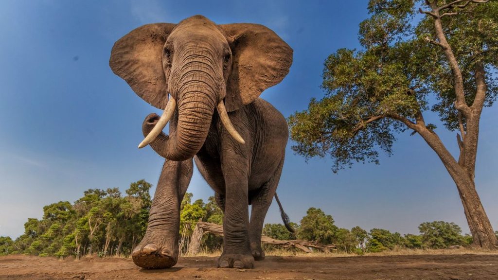 elephant