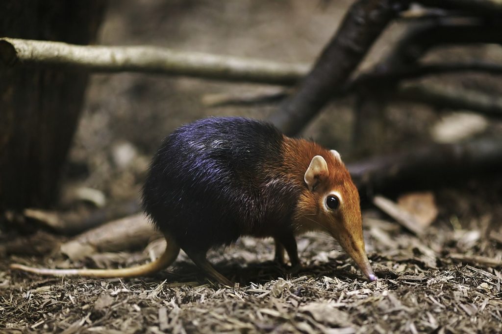 elephant shrew