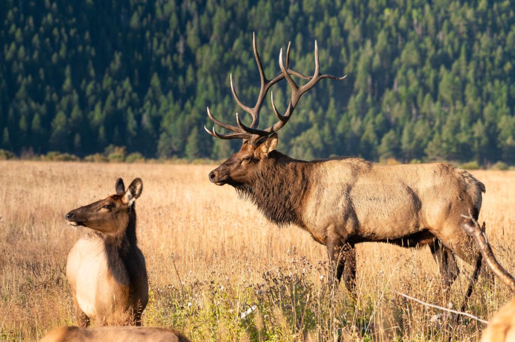 elk