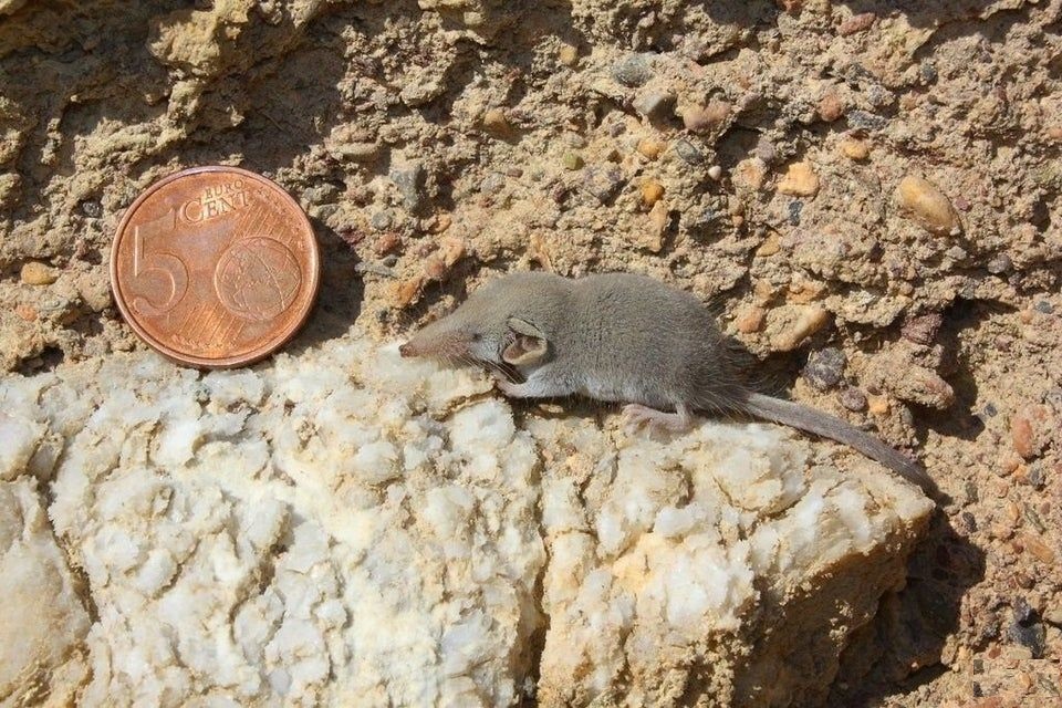Etruscan shrew 1