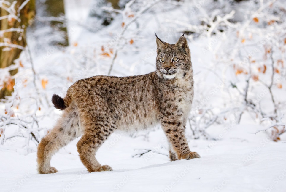 Eurasian lynx