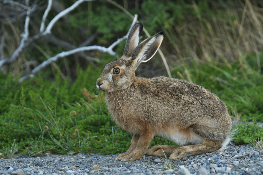 European hare