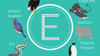 Explore Animals That Start With E: List With Pictures