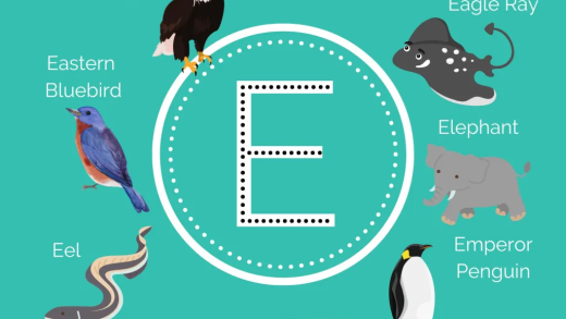 Explore Animals That Start With E: List With Pictures