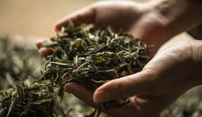 types of chinese tea: White Tea