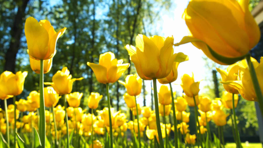 Spring Equinox 2025: Your Complete Guide